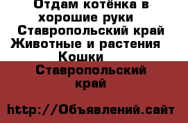 Отдам котёнка в хорошие руки - Ставропольский край Животные и растения » Кошки   . Ставропольский край